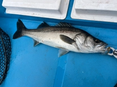 スズキの釣果
