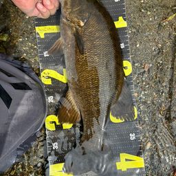 スモールマウスバス