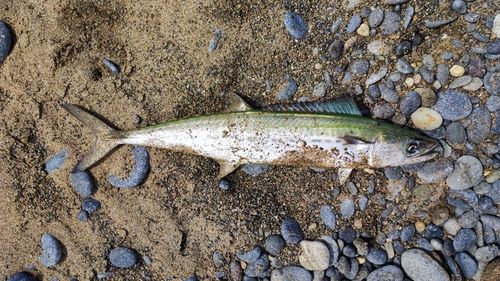 サゴシの釣果