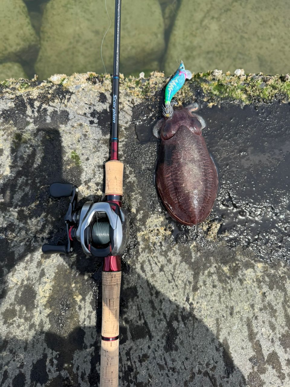 最終値引き！シマノ 19スコーピオン 1653RS-2 SHIMANO 19スコーピオン 1653RS-2の最安値・インプレ・釣果