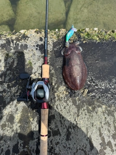ハリイカの釣果