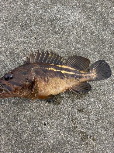 シマソイの釣果