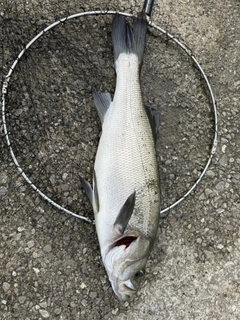 ヒラスズキの釣果