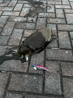モンゴウイカの釣果