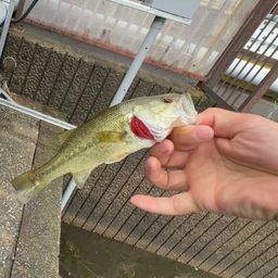 ラージマウスバス