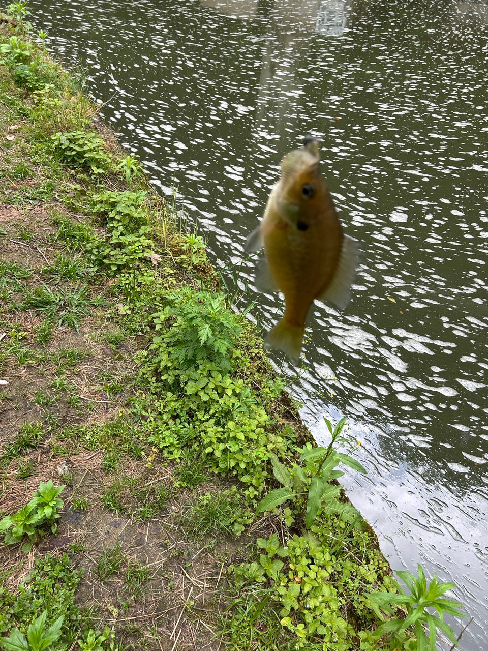 ブルーギル