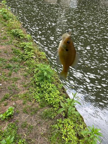 ブルーギルの釣果
