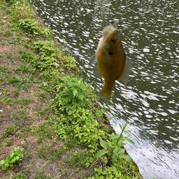 ブルーギル