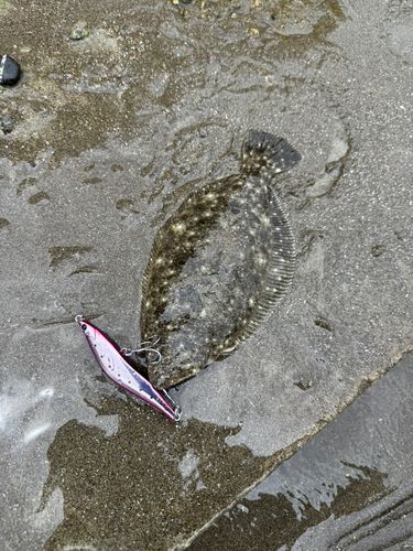 ヒラメの釣果