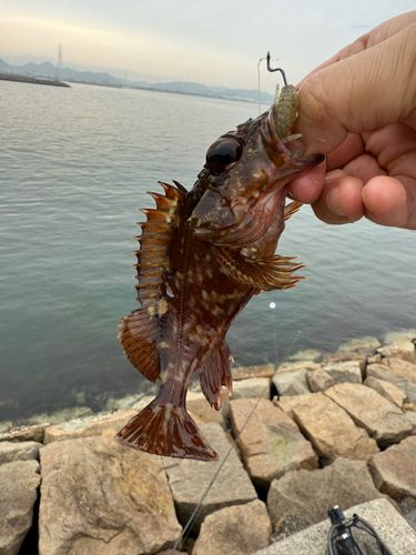 ガシラの釣果