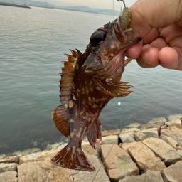 ガシラ