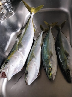 メジロの釣果