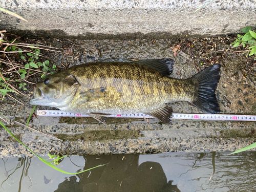 スモールマウスバスの釣果
