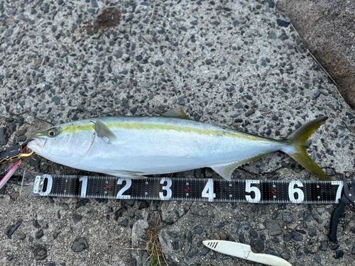 ハマチの釣果
