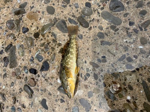 アイナメの釣果