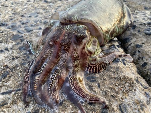 コウイカの釣果
