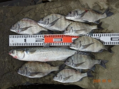 チヌの釣果
