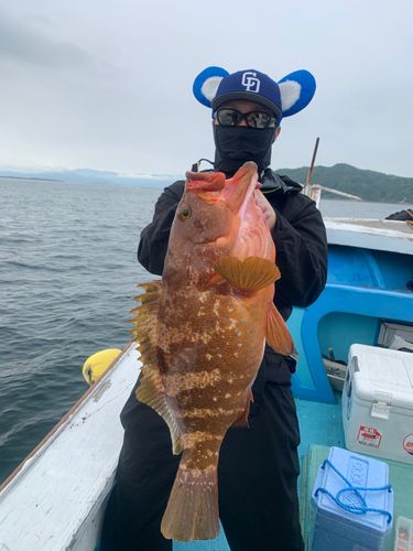 キジハタの釣果