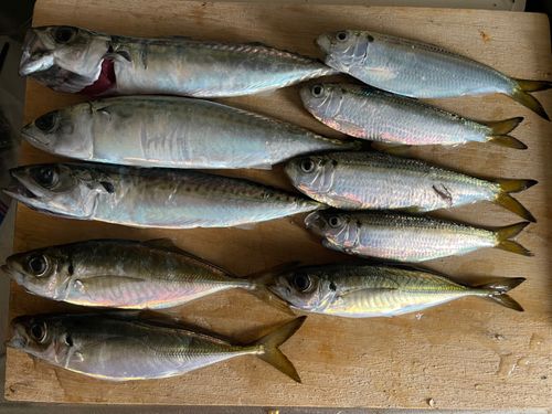 サバの釣果