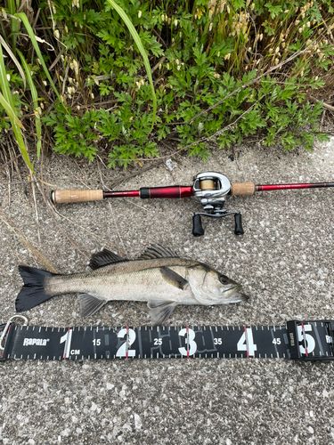 シーバスの釣果