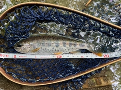 ヤマメの釣果