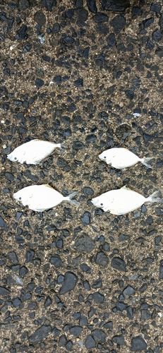 イトヒキヒイラギの釣果