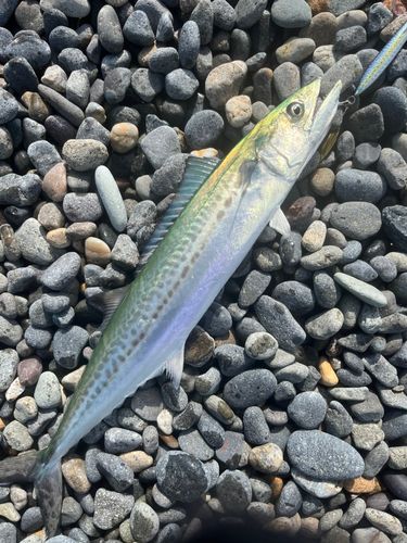 サゴシの釣果