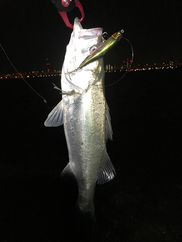 フッコ（マルスズキ）の釣果