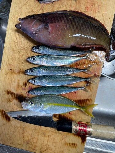 シマアジの釣果