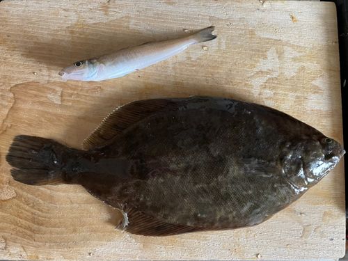 マコガレイの釣果