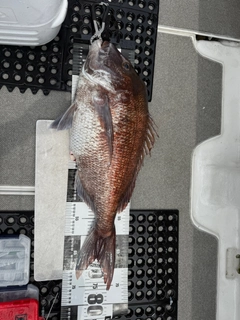 マダイの釣果