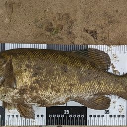 スモールマウスバス