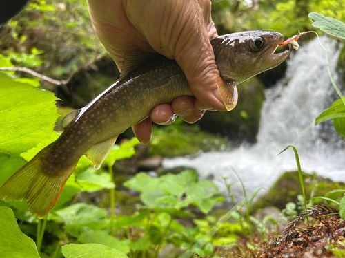 イワナの釣果