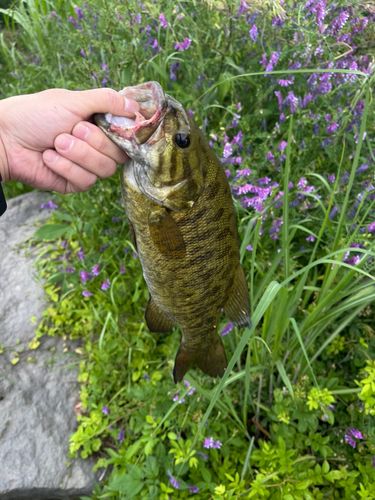 スモールマウスバス