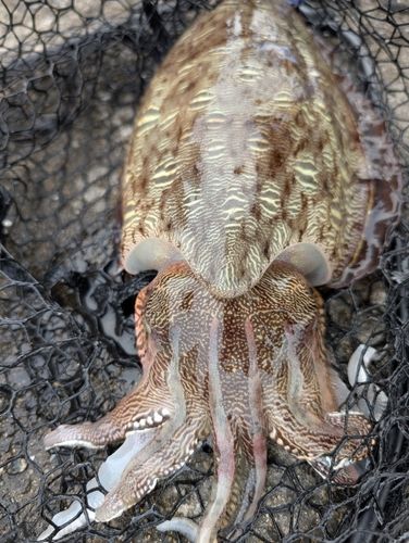 モンゴウイカの釣果