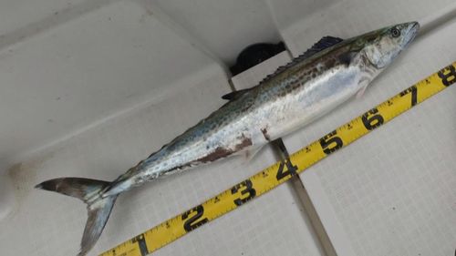 サワラの釣果