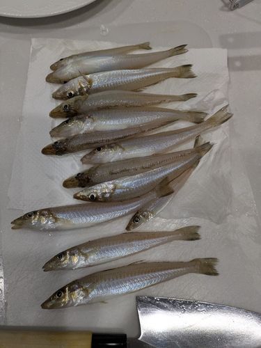 キスの釣果