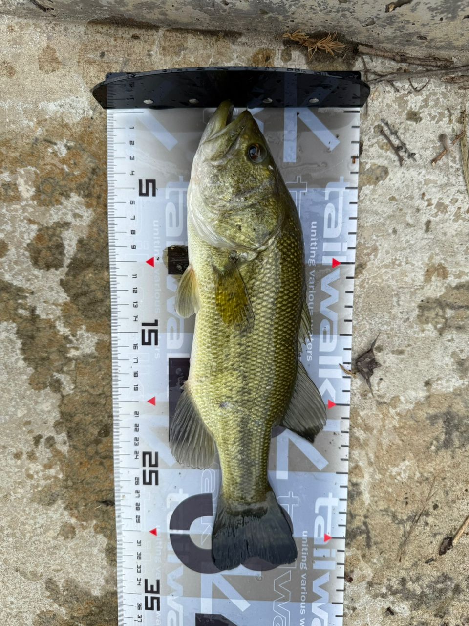 ラージマウスバス