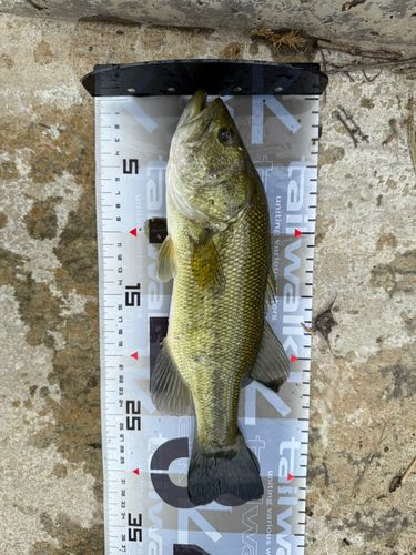 ラージマウスバスの釣果