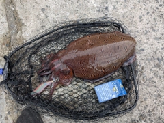 モンゴウイカの釣果