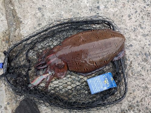 モンゴウイカの釣果