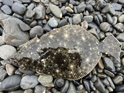 ソゲの釣果