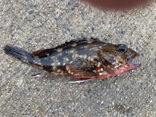 カサゴの釣果