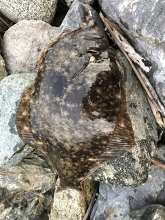 マコガレイの釣果