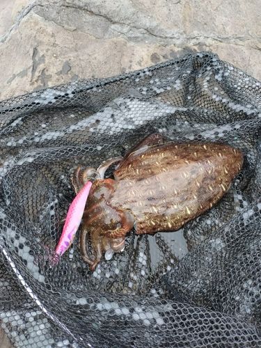 モンゴウイカの釣果