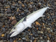 サゴシの釣果