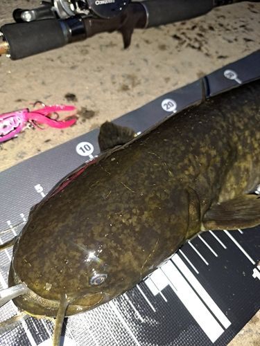 ナマズの釣果