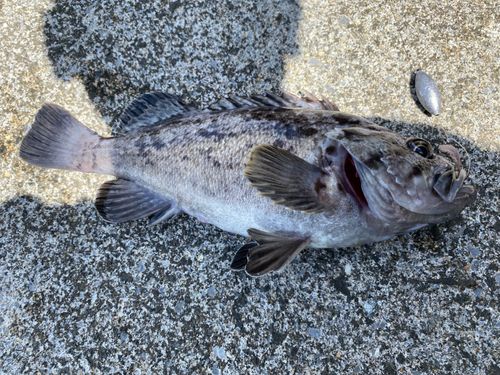 アイナメの釣果