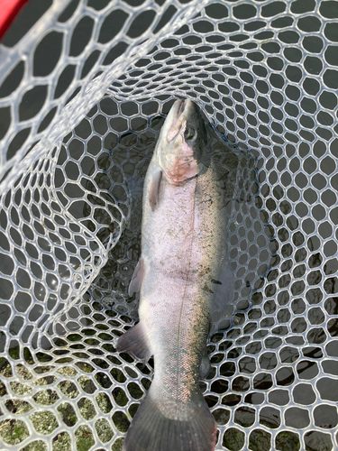 ニジマスの釣果