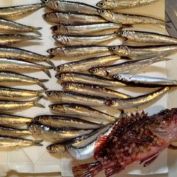 カタクチイワシ